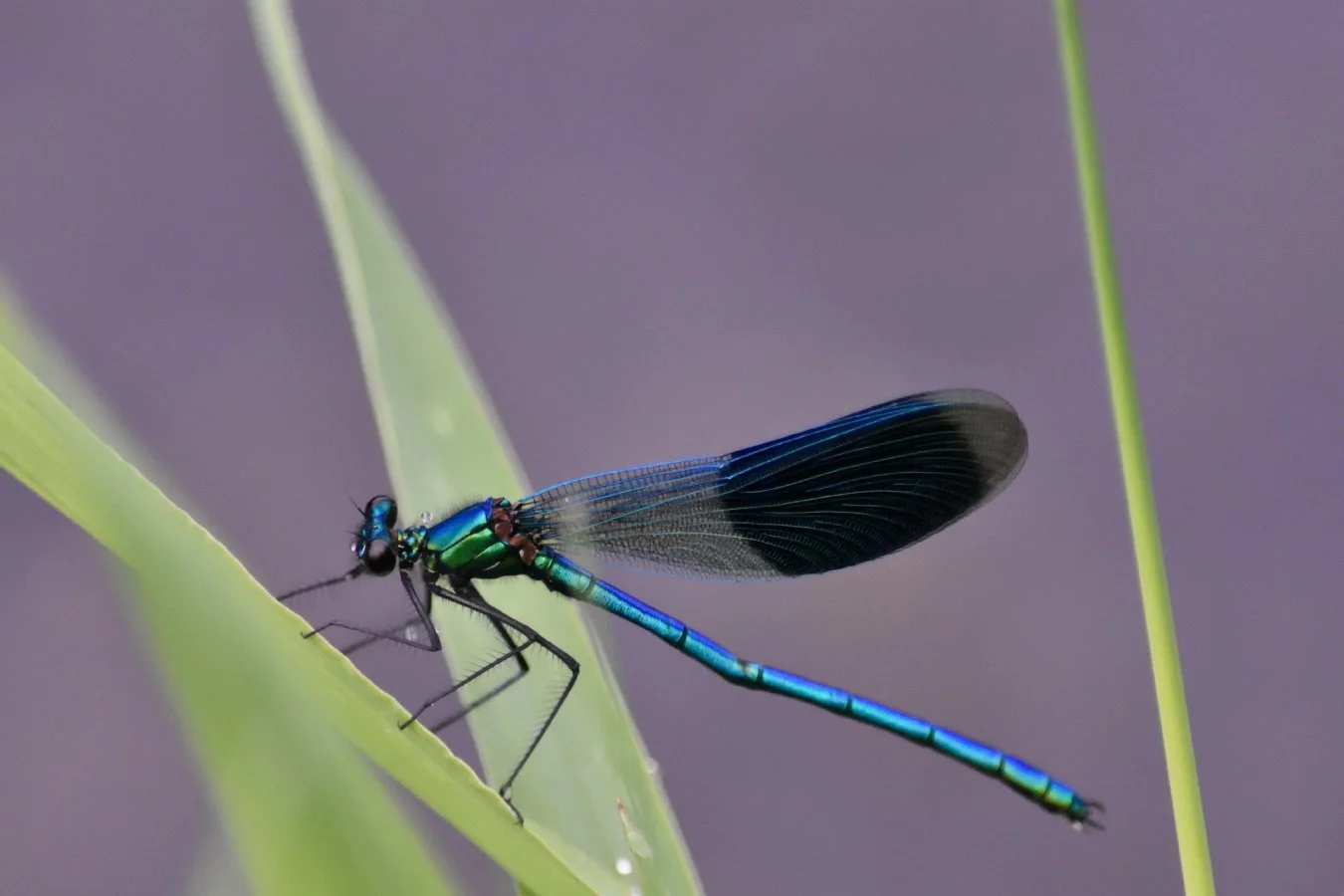 DSC_4337.jpg