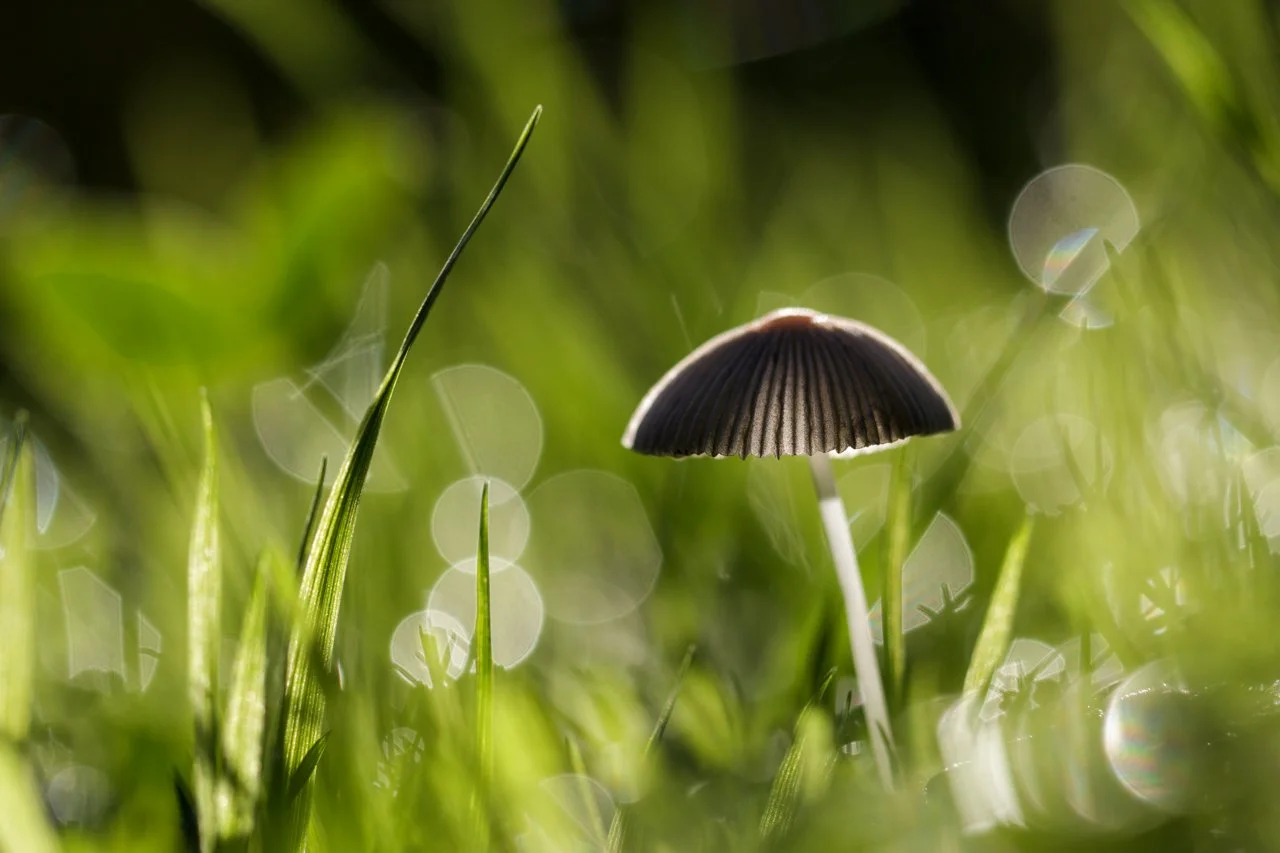 4-champignon.jpg