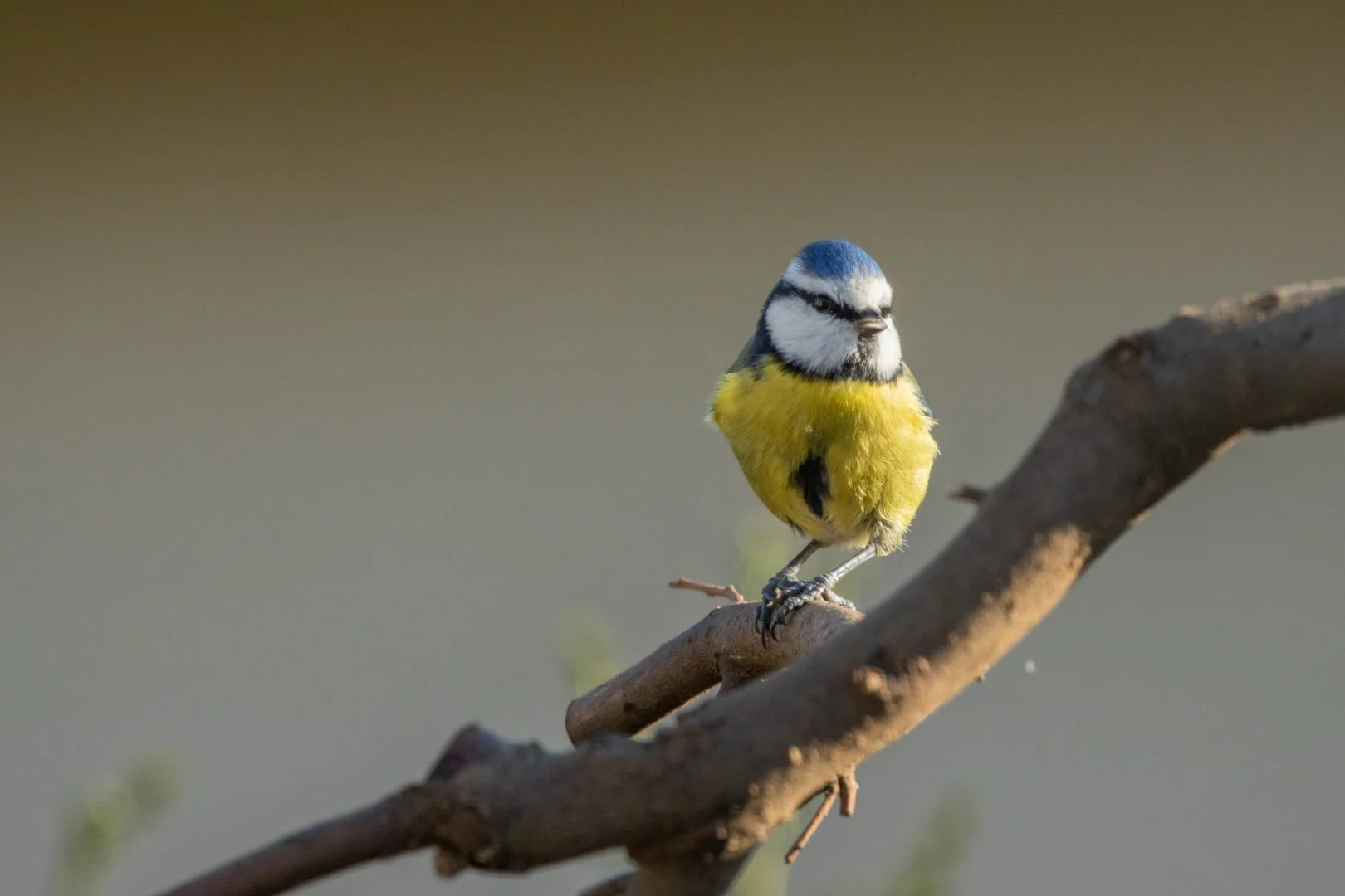 LD-1222-08-Mesange-Bleue.jpg