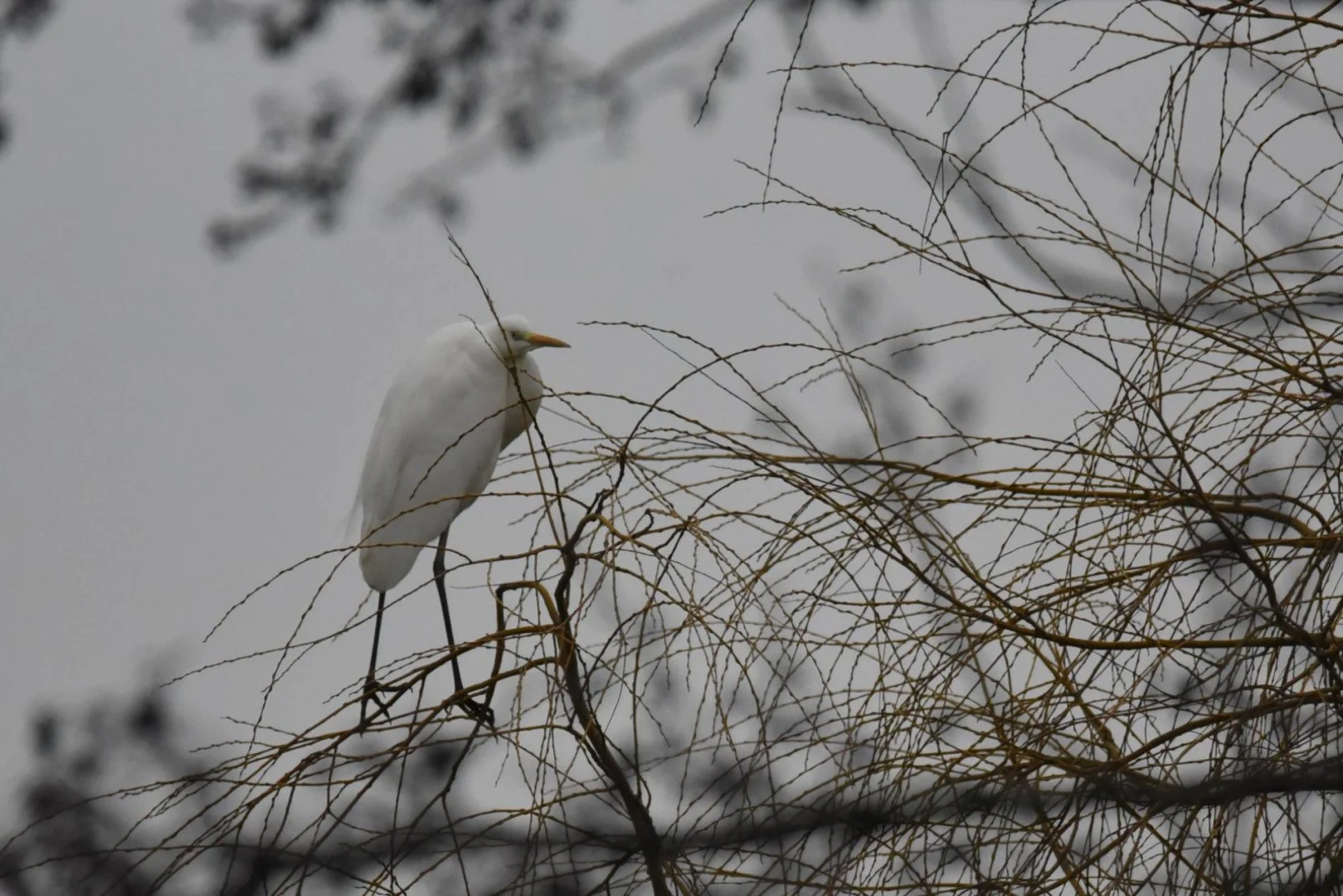 HM-Grande-Aigrette-DSC_3083_1.jpg