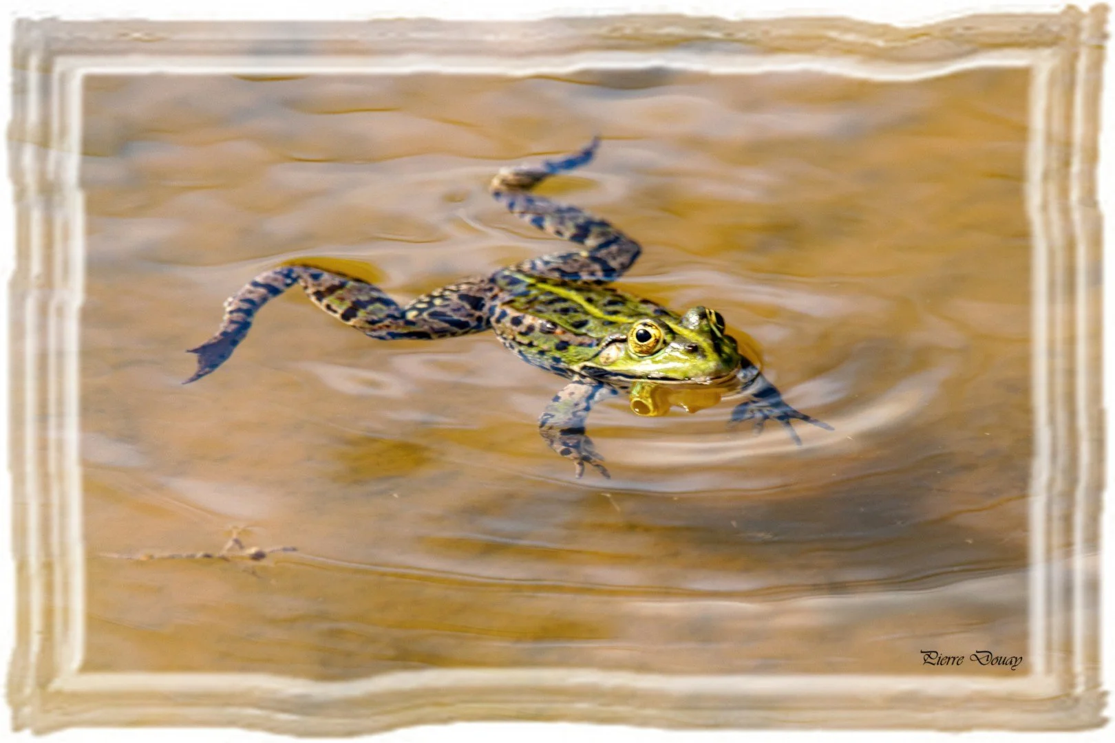 P-D-04-25-9-Grenouille.jpg