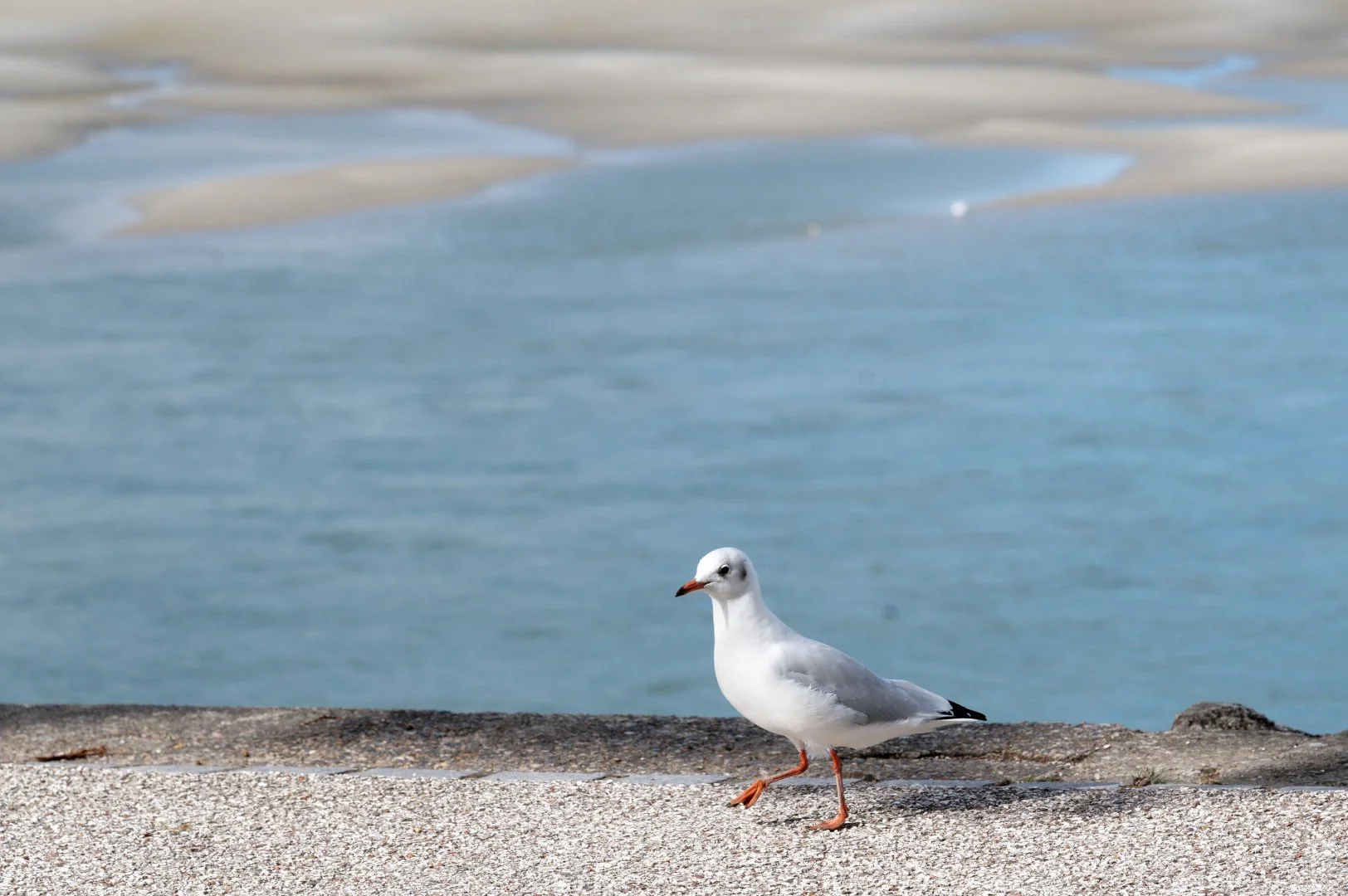 Mouette_Rieuse_02.jpg