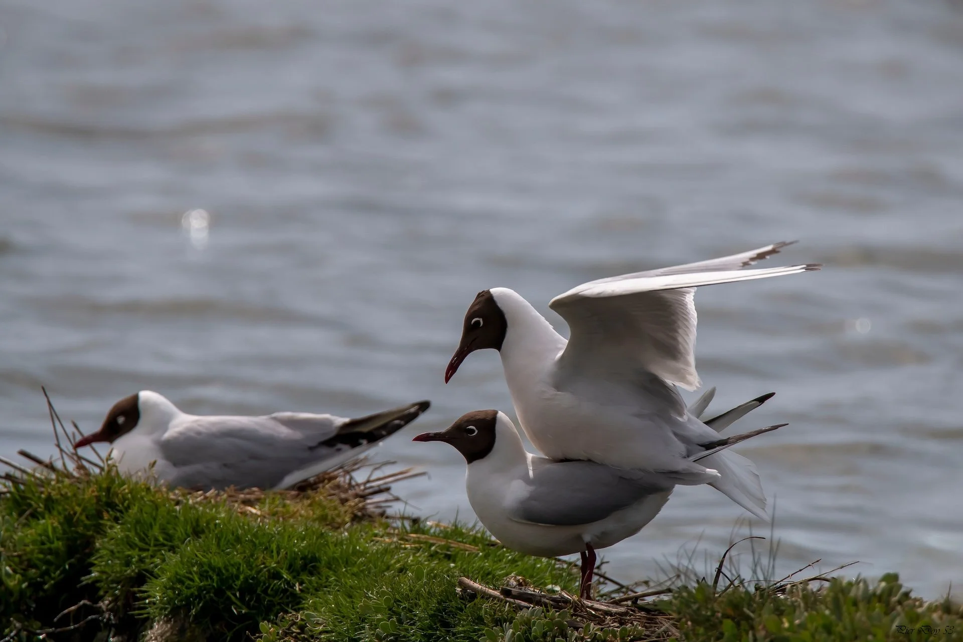 3-26 P-D (6) Mouette rieuse .jpg