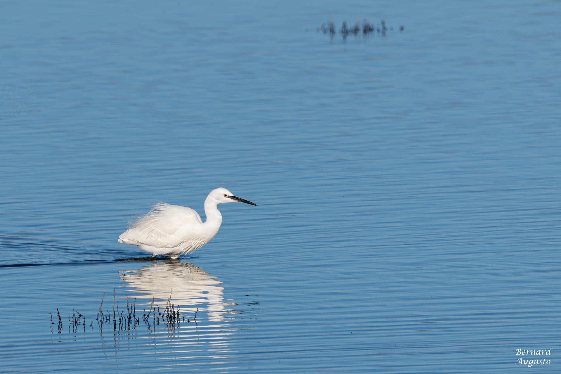 01-26-BA-09 - Cherrueix 12 - Une aigrette-garzette prend son bain.jpg