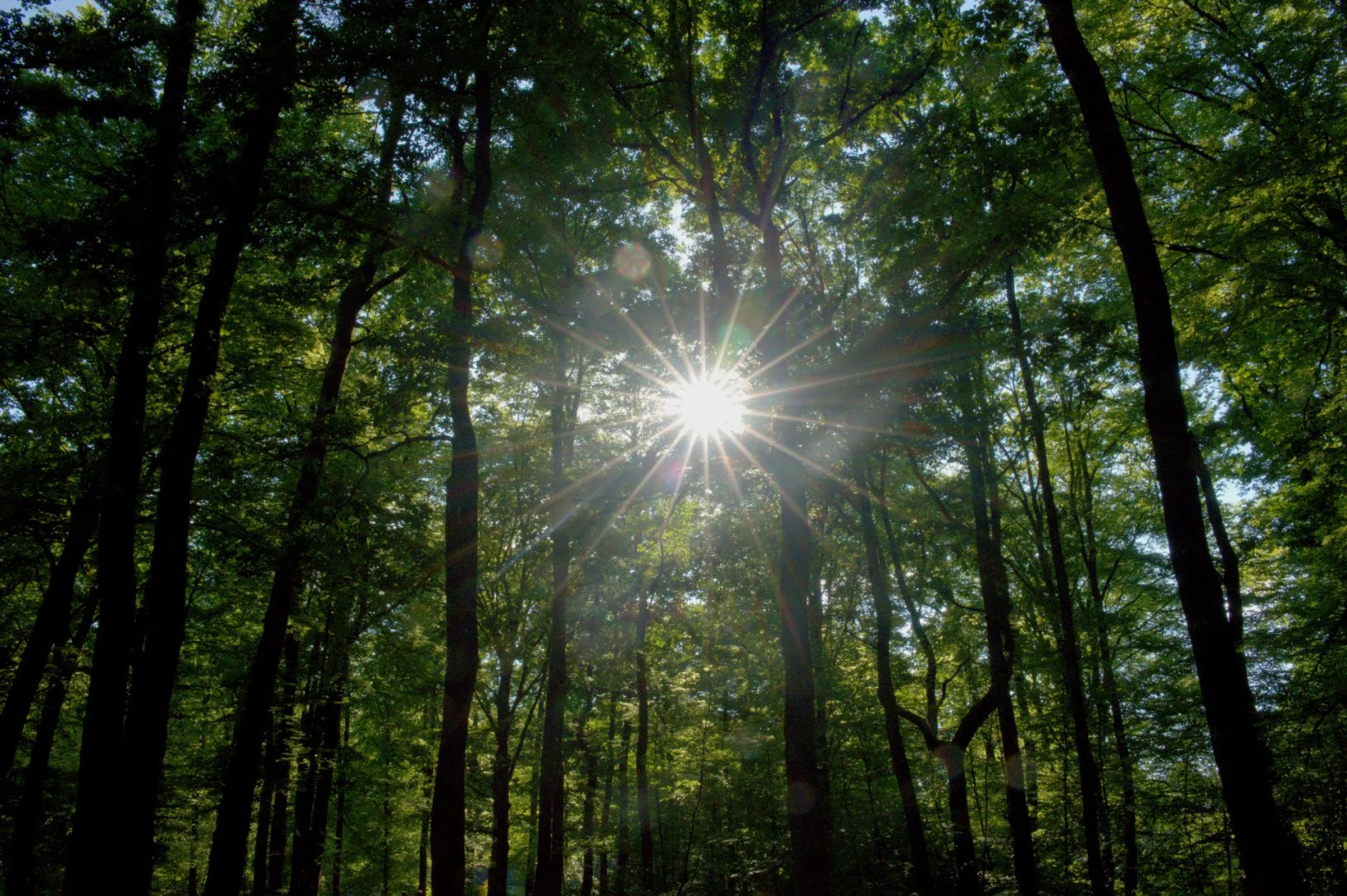 Soleil_A_Travers_Les_Arbres.jpg