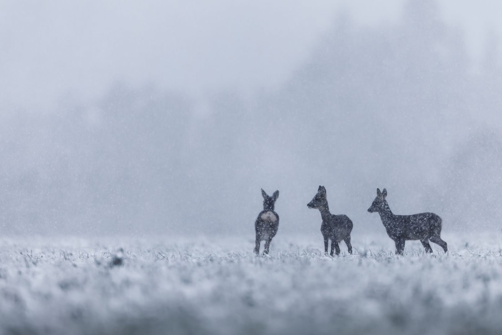 Hiver-enchante.jpg