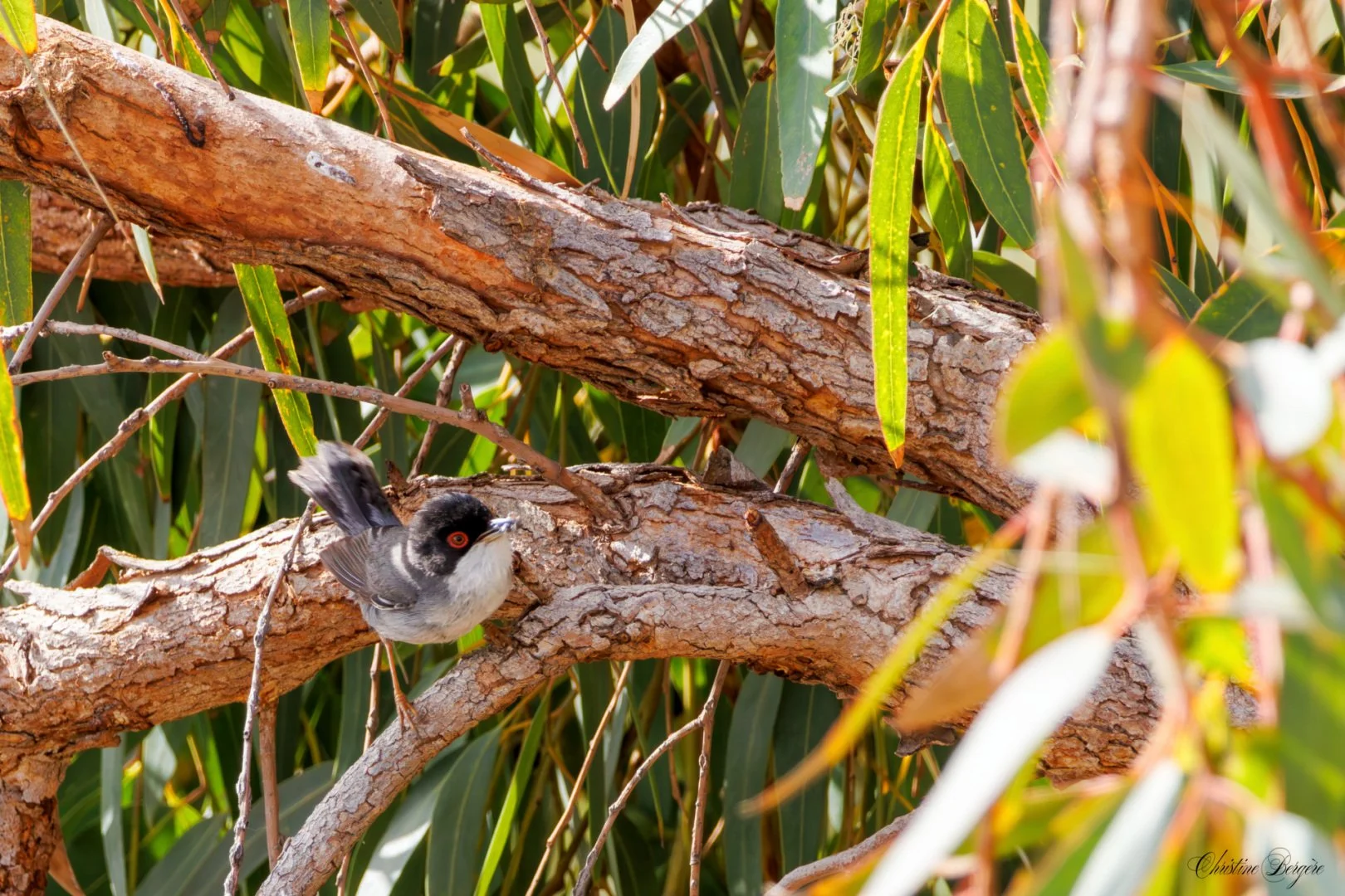 CB-0525-Fauvette-melanocephale.jpg