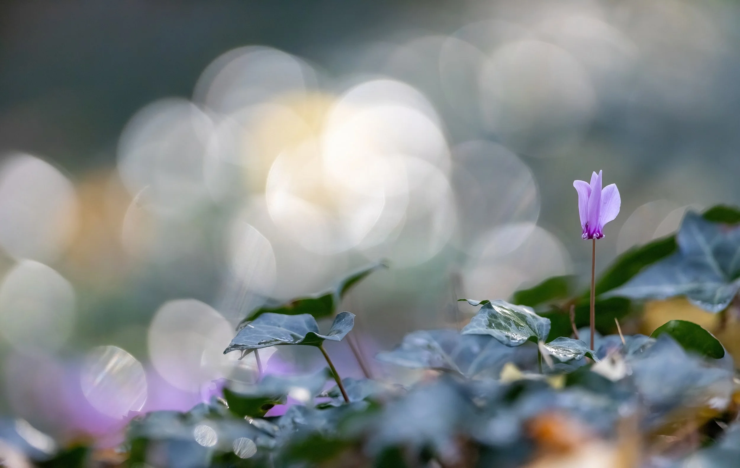 La solitude éclairé d'un Cyclamen.jpg