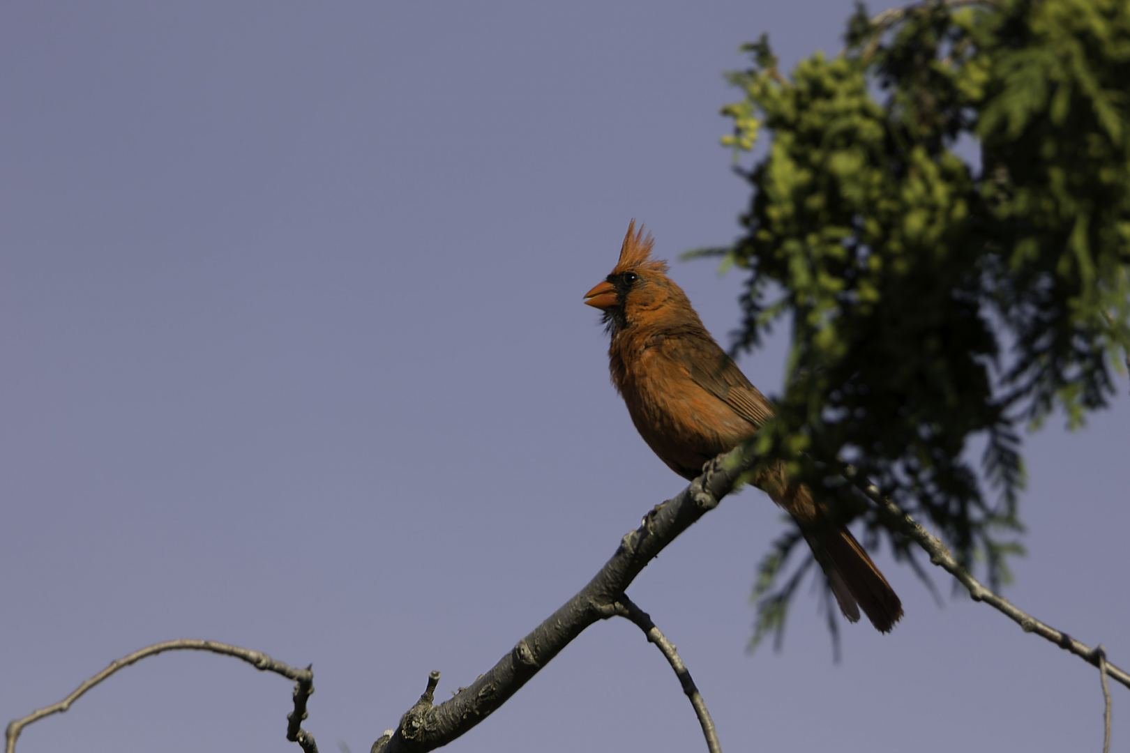 Cardinal-rouge.jpg