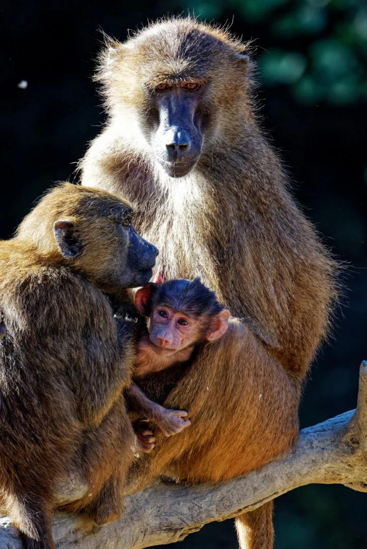 En-famille.jpg