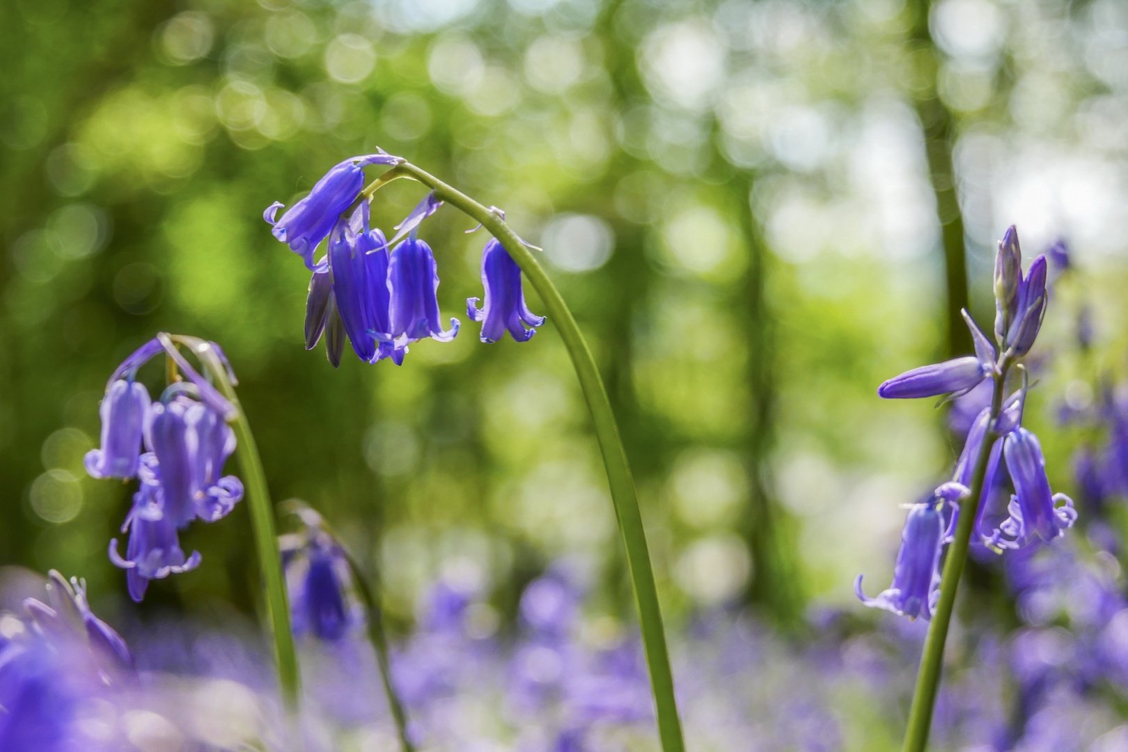 Fleurs-des-bois.jpg