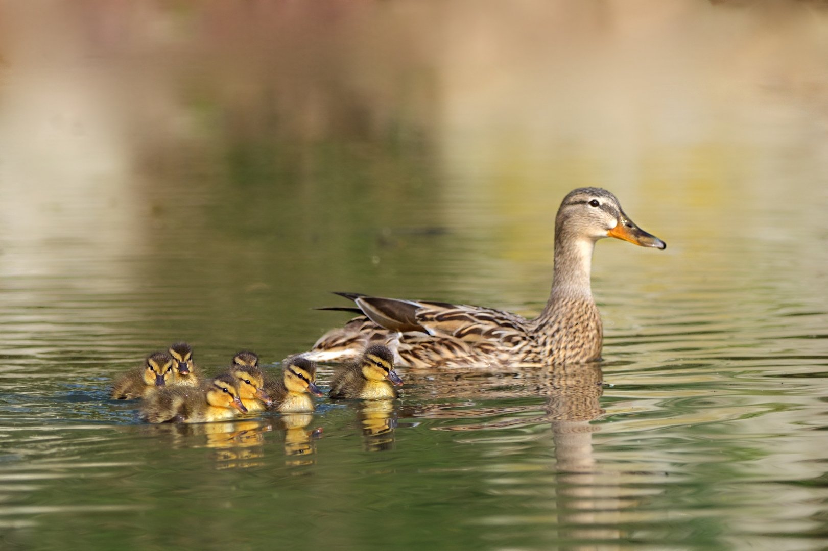 Christian-Famille-Canard.jpg