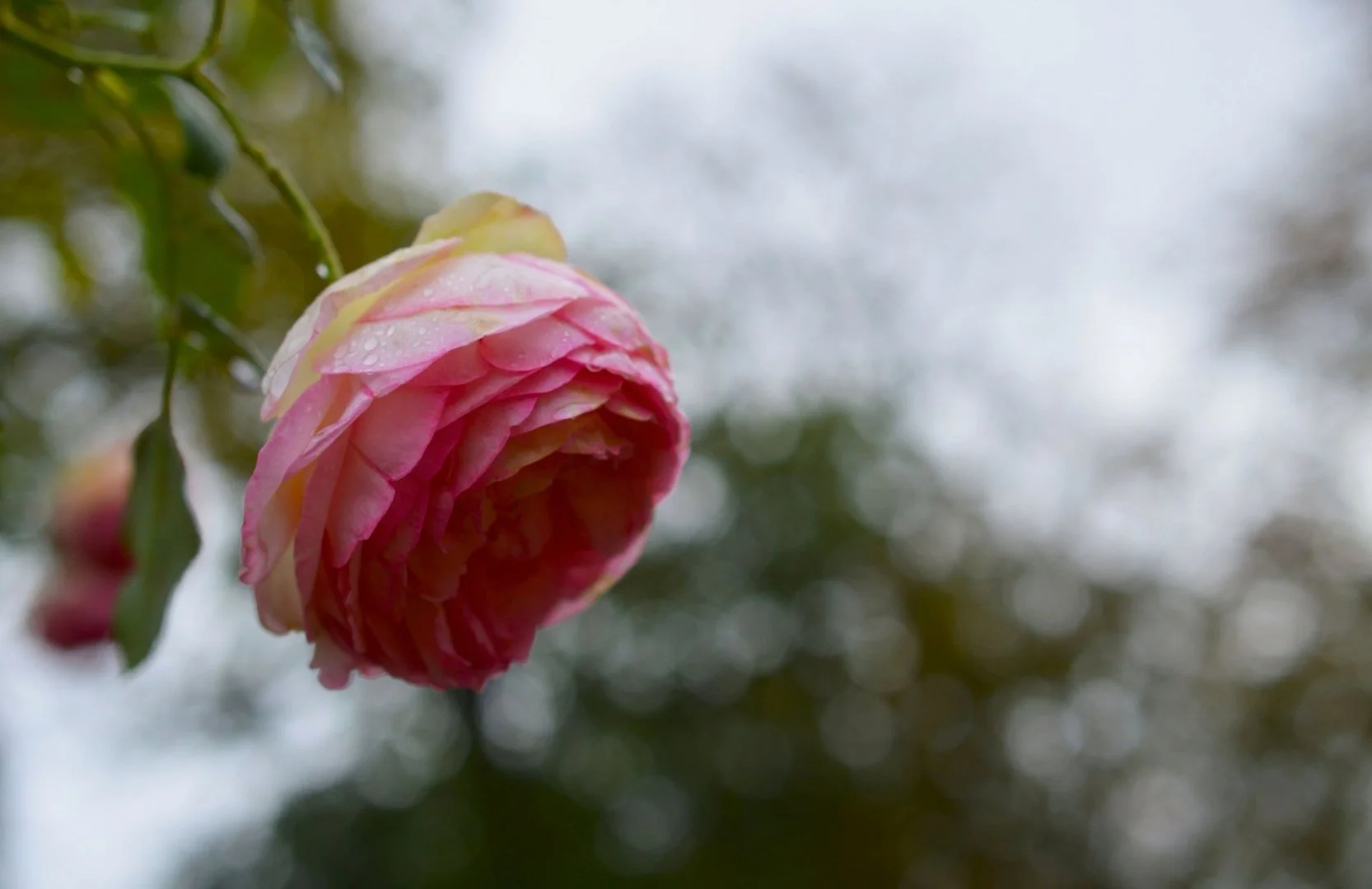 Octobre_Rose.jpg