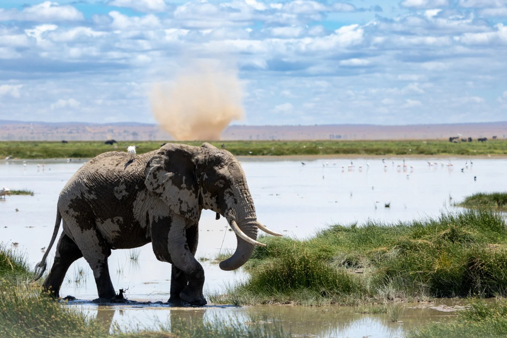 RG_1024_Elephant4.jpg