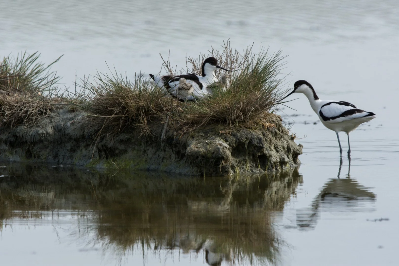 BH05-2022-12-Avocette-elegante-.jpg