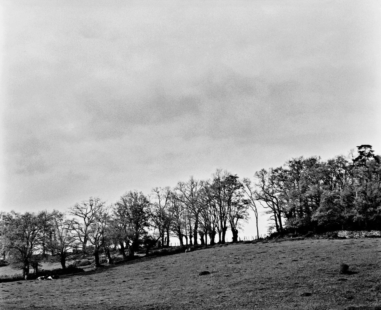 Vaches-à-lécluse-du-Rhigeard.jpg