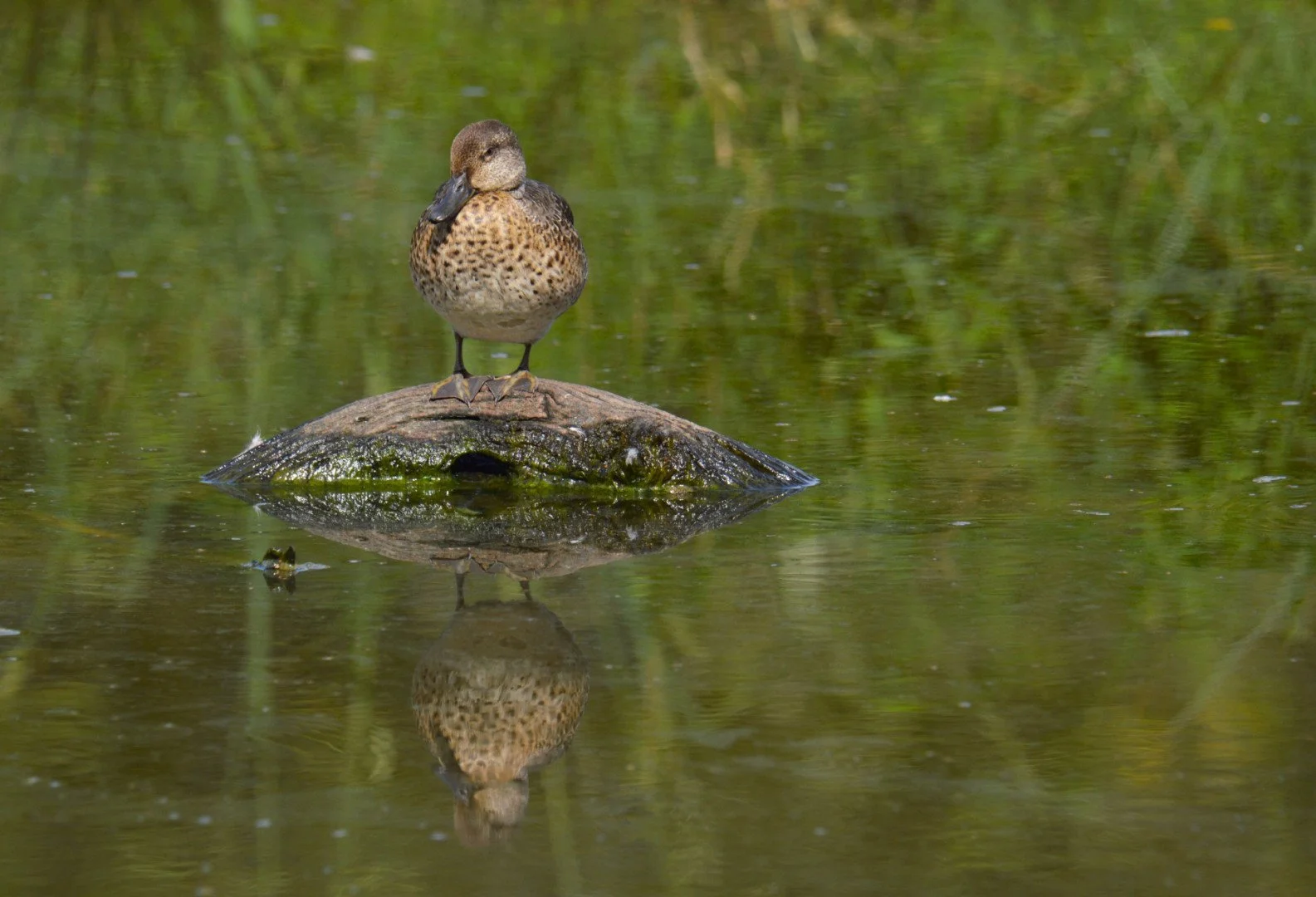 CG-0923-Canard_Colvert06.jpg