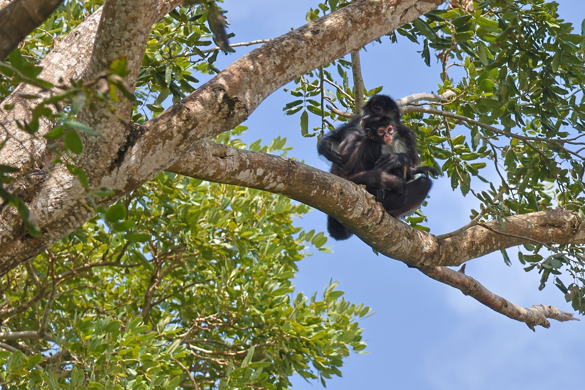 CB-0126-Singe araignée.jpg