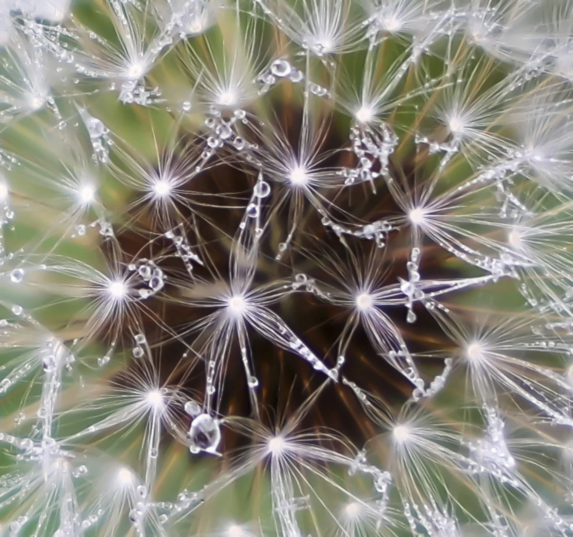 Perle-de-pluie.jpg