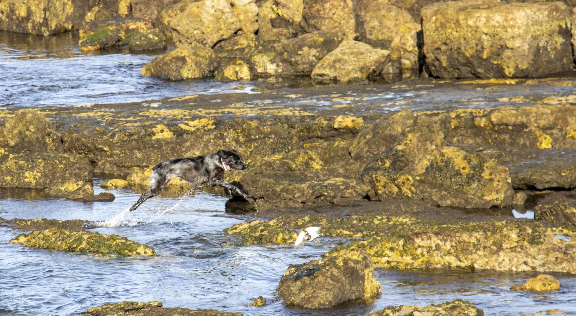 A-la-chasse.jpg