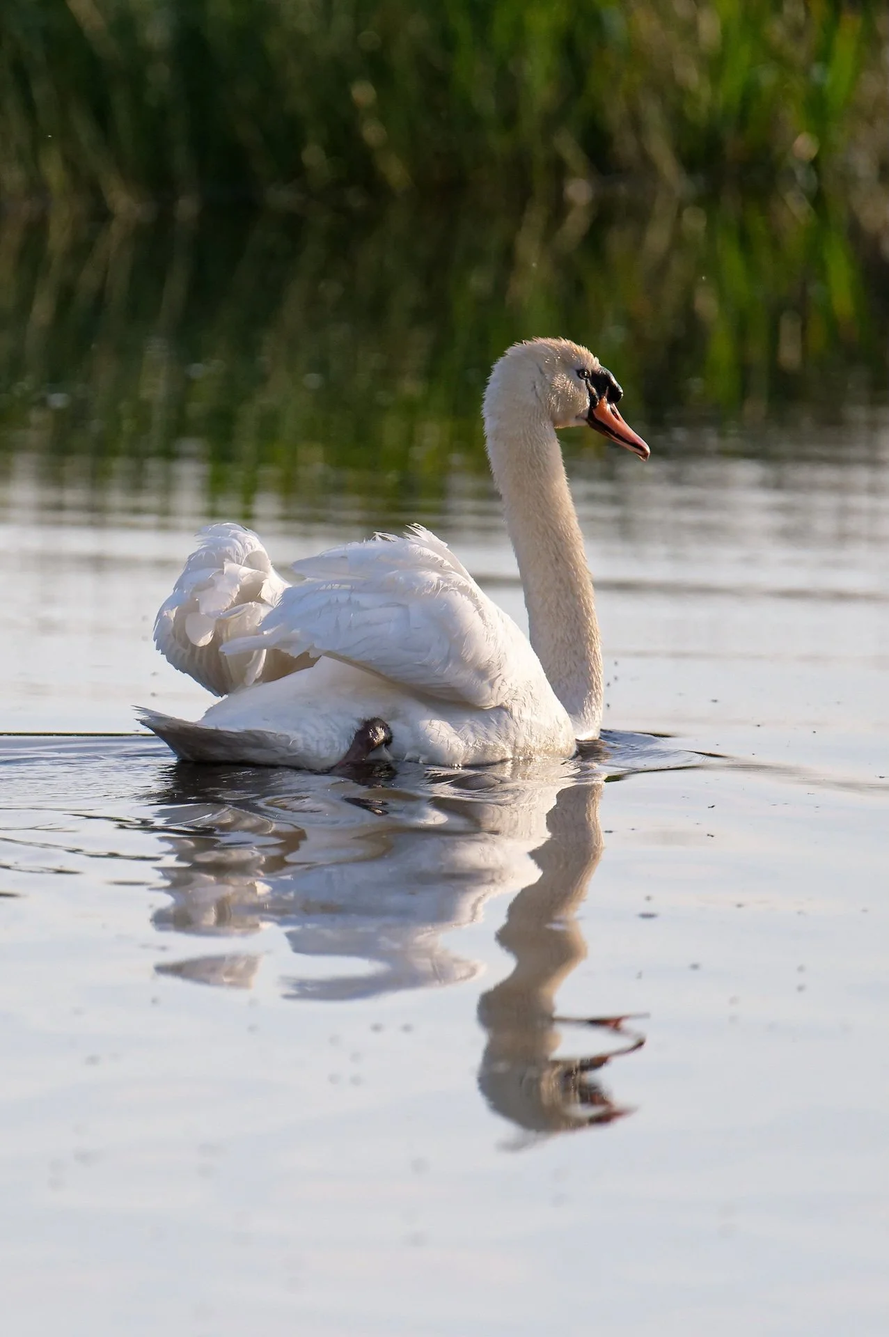 Cygne.jpg