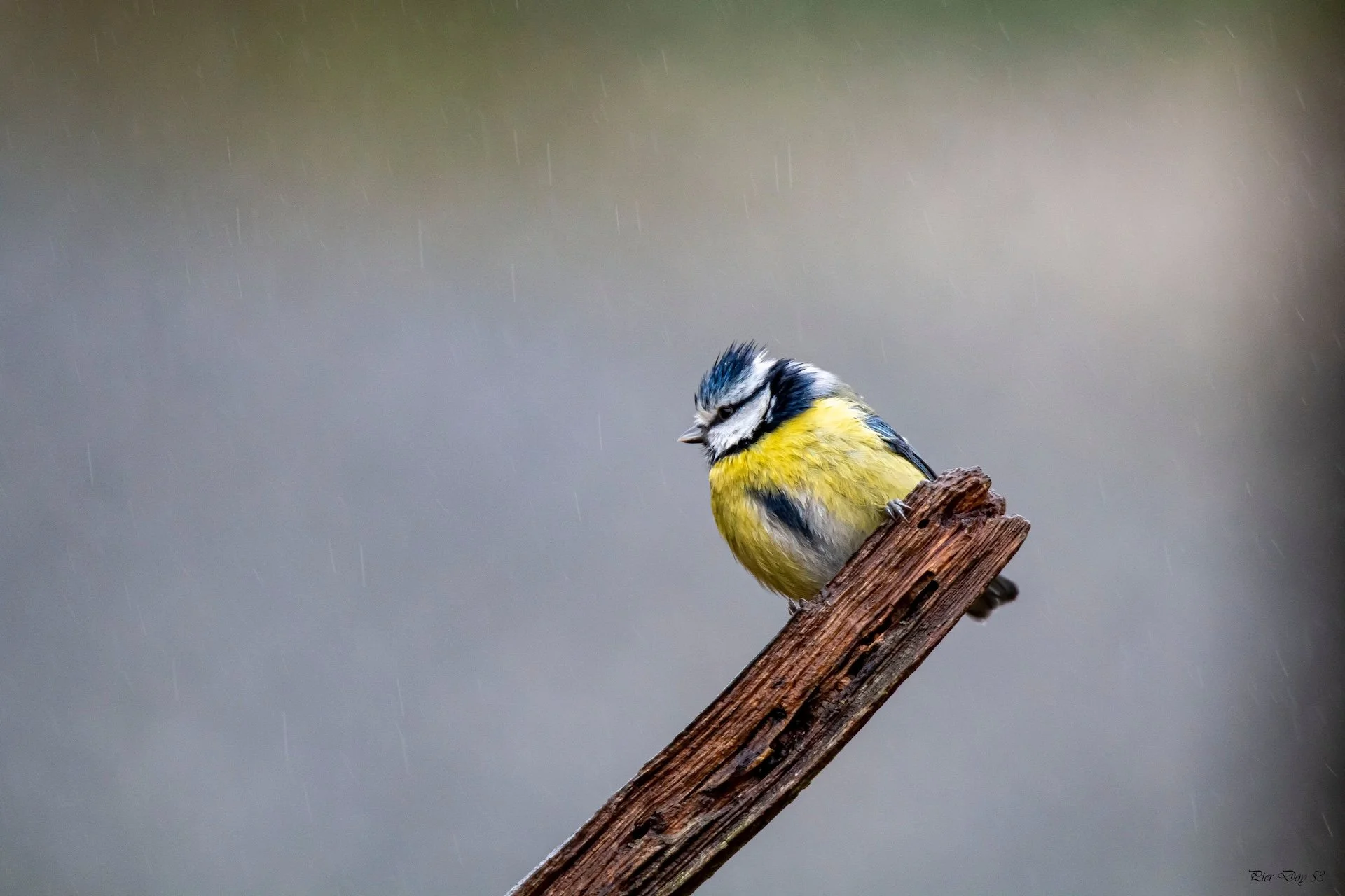 1-26 P D (10) Mésange bleue .jpg