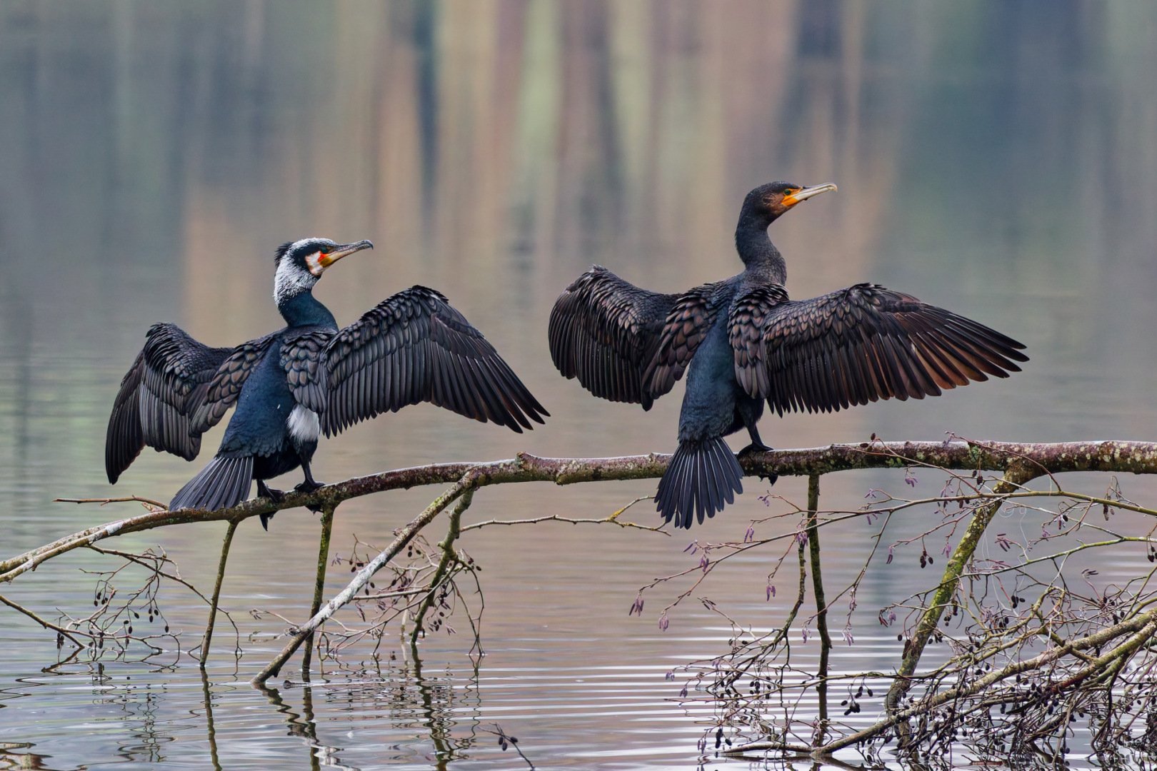 Les-cormorans-prets-au-decollage.jpg