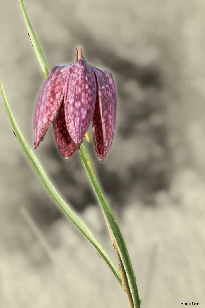 Fritillaires_avril_2021_35.jpg