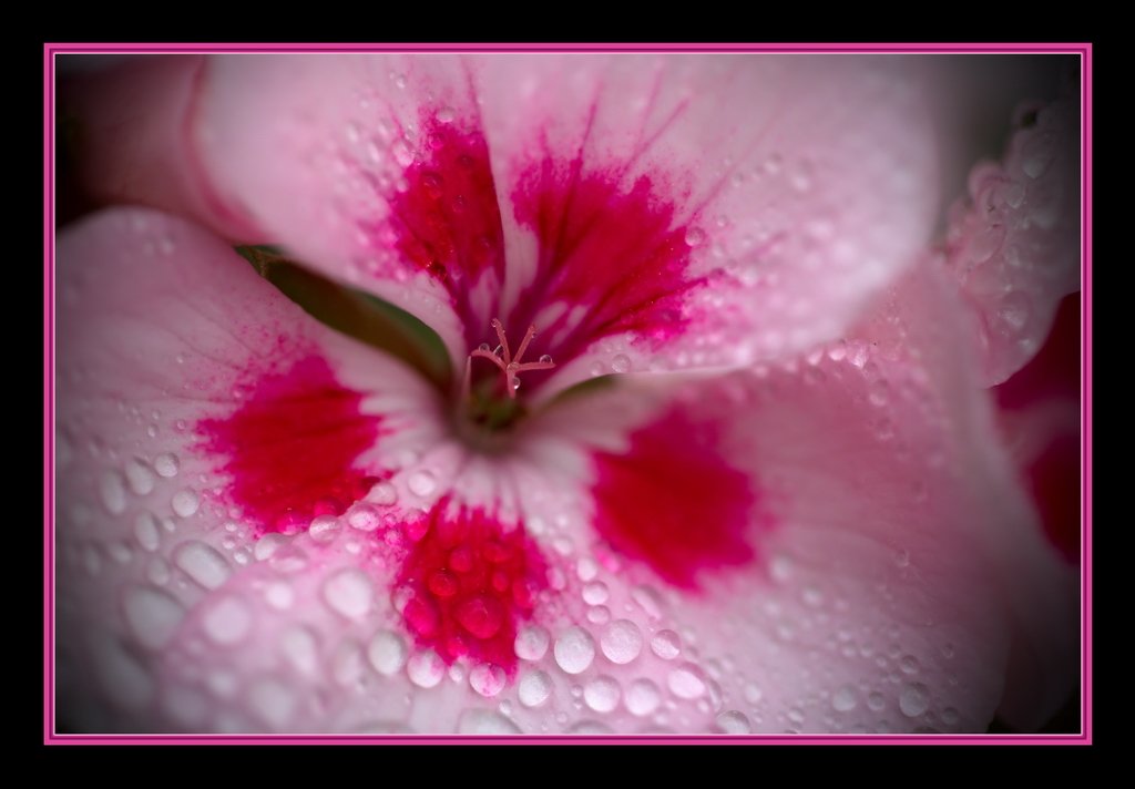 Perles de pluie