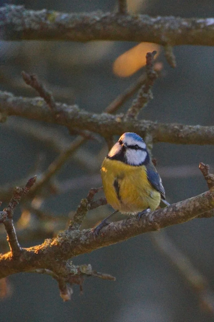 mesange-bleue-.jpg