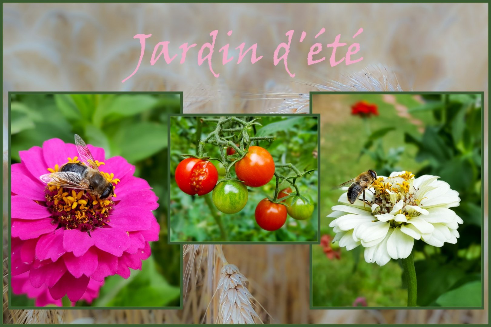Jardin-dété.jpg