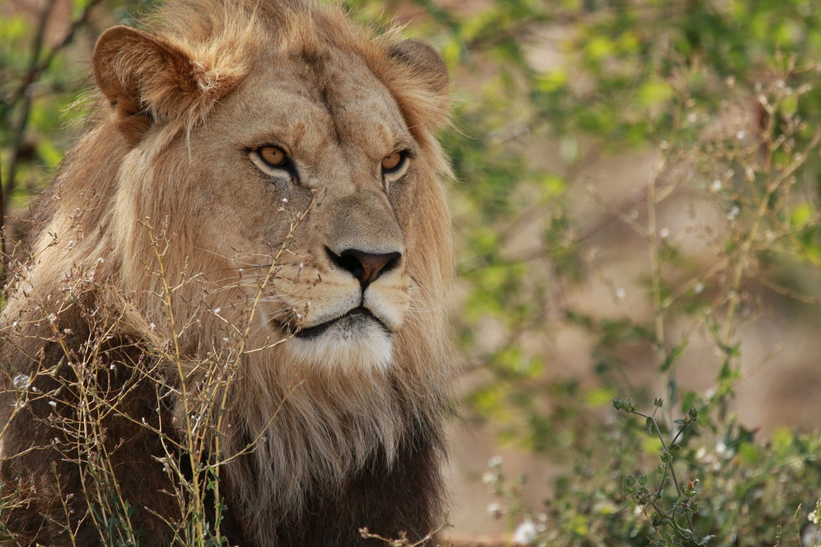 Sa-majeste-le-lion.jpg