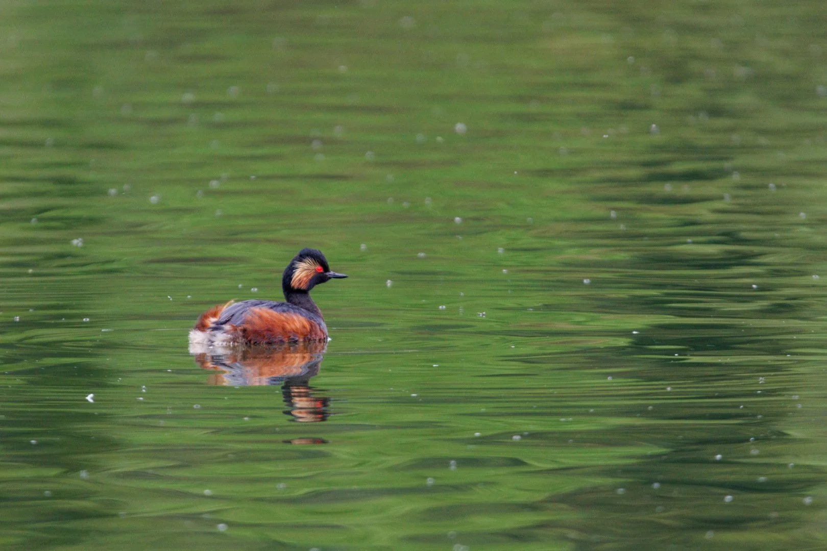 7-LD-0524-Grebe-a-cou-noir.jpg