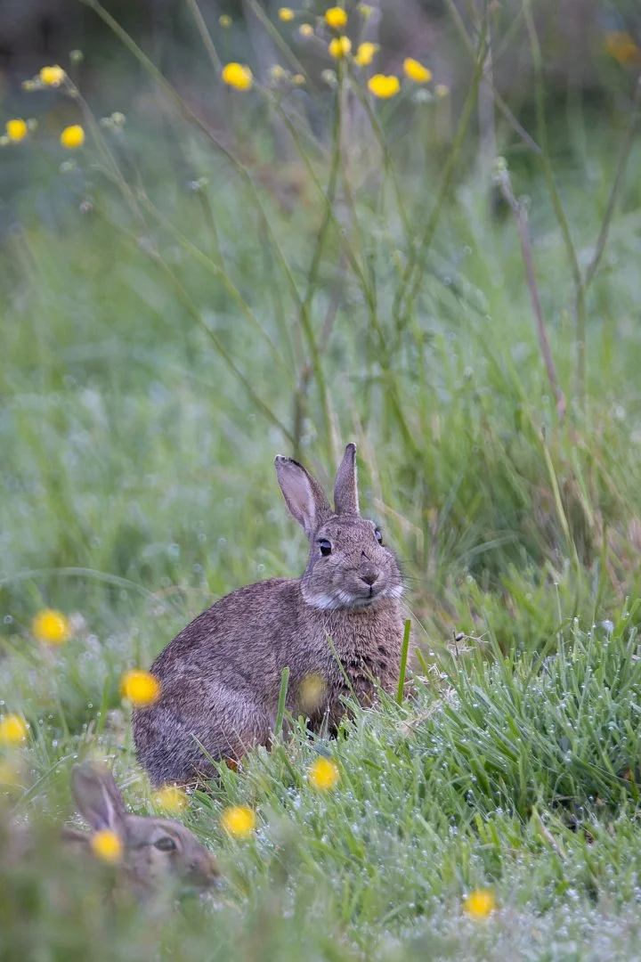 PF-1424-LAPIN-DE-GARENNE.jpg