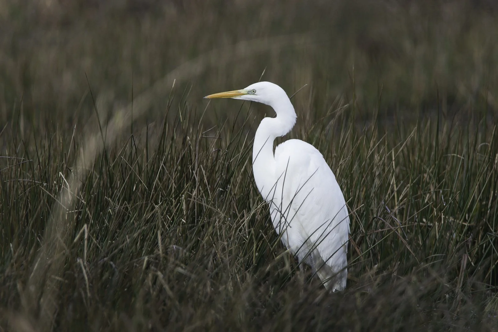 pf_01_22-1_800s-f6_3-600mm-ISO800-Heron-blanc-1.jpg