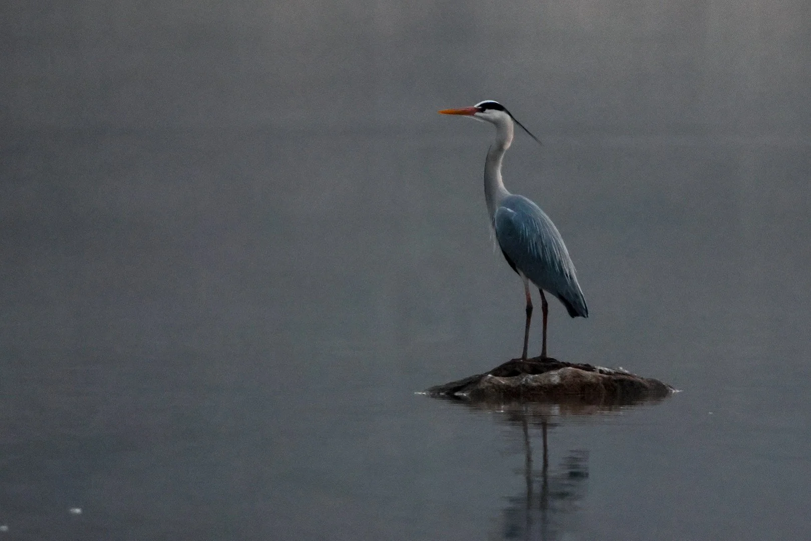 Heron1_.jpg