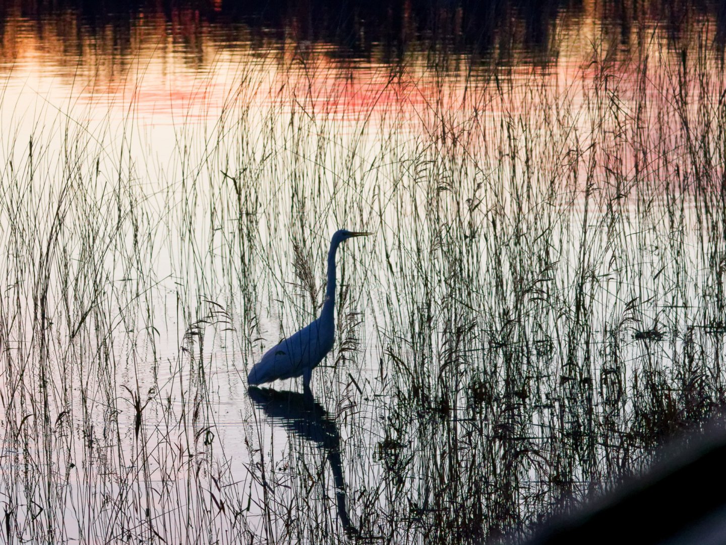 JV-Janvier-2025-Grande-aigrette-P1140182_DxO.jpg