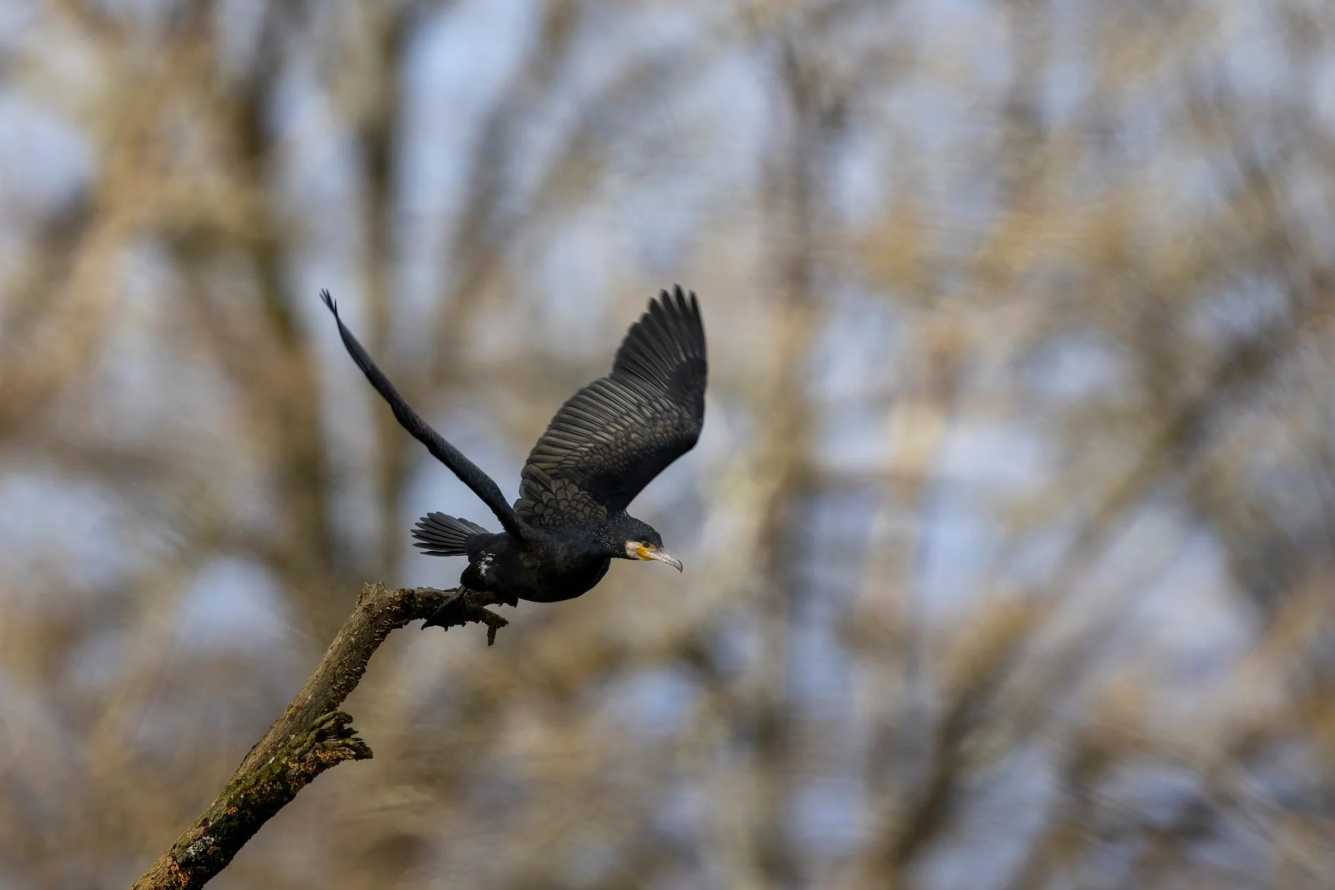 RG_0226_Cormoran01.jpg