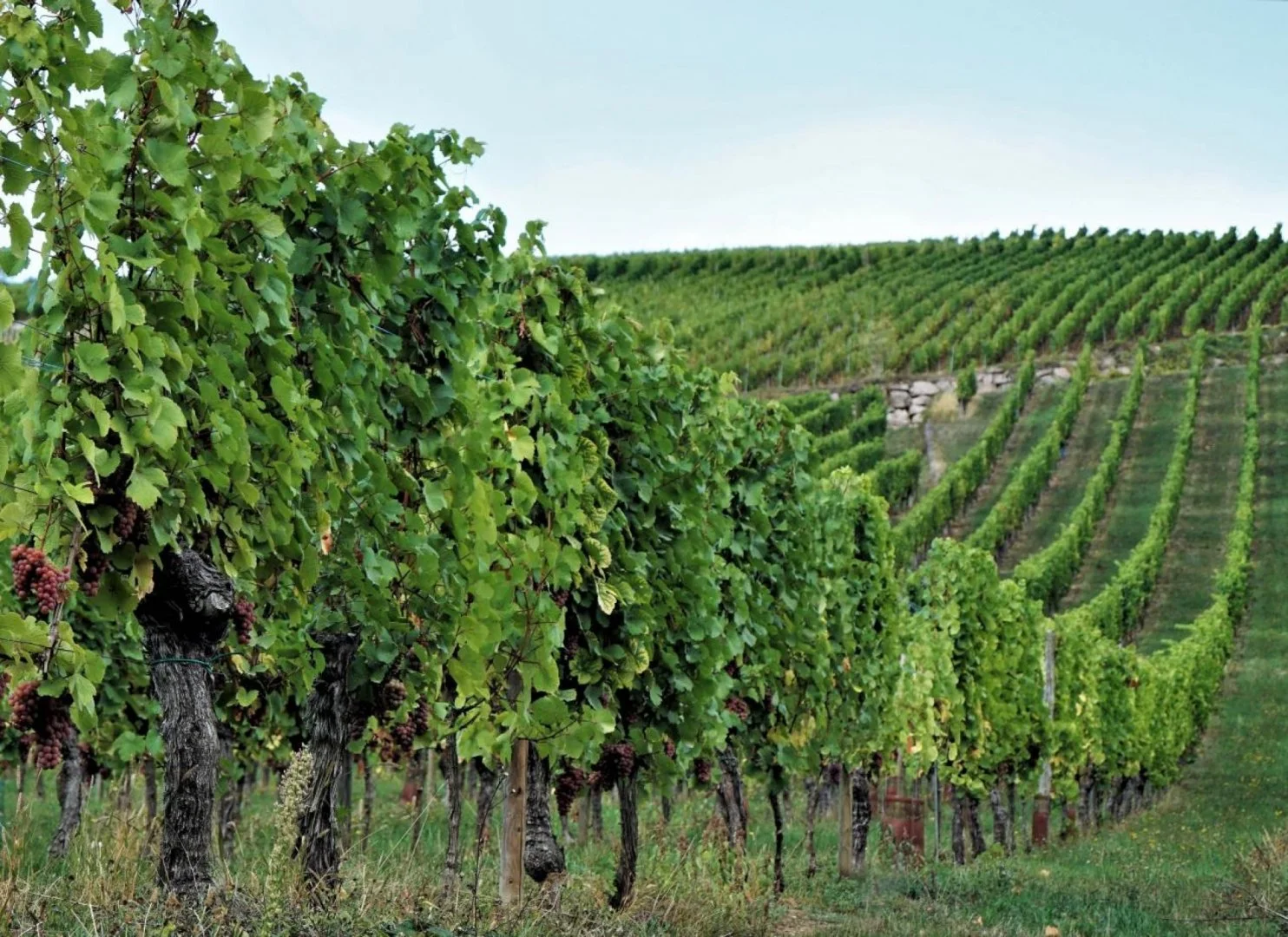 Vignoble-alsacien.jpg