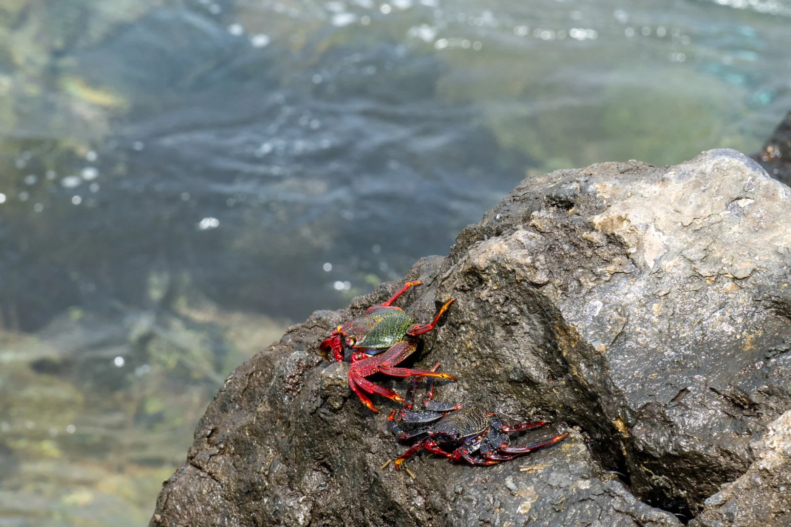 09-25-HM-LE-Crabe-Rouge-Des-iles-Canaries-DSC_1788.JPG