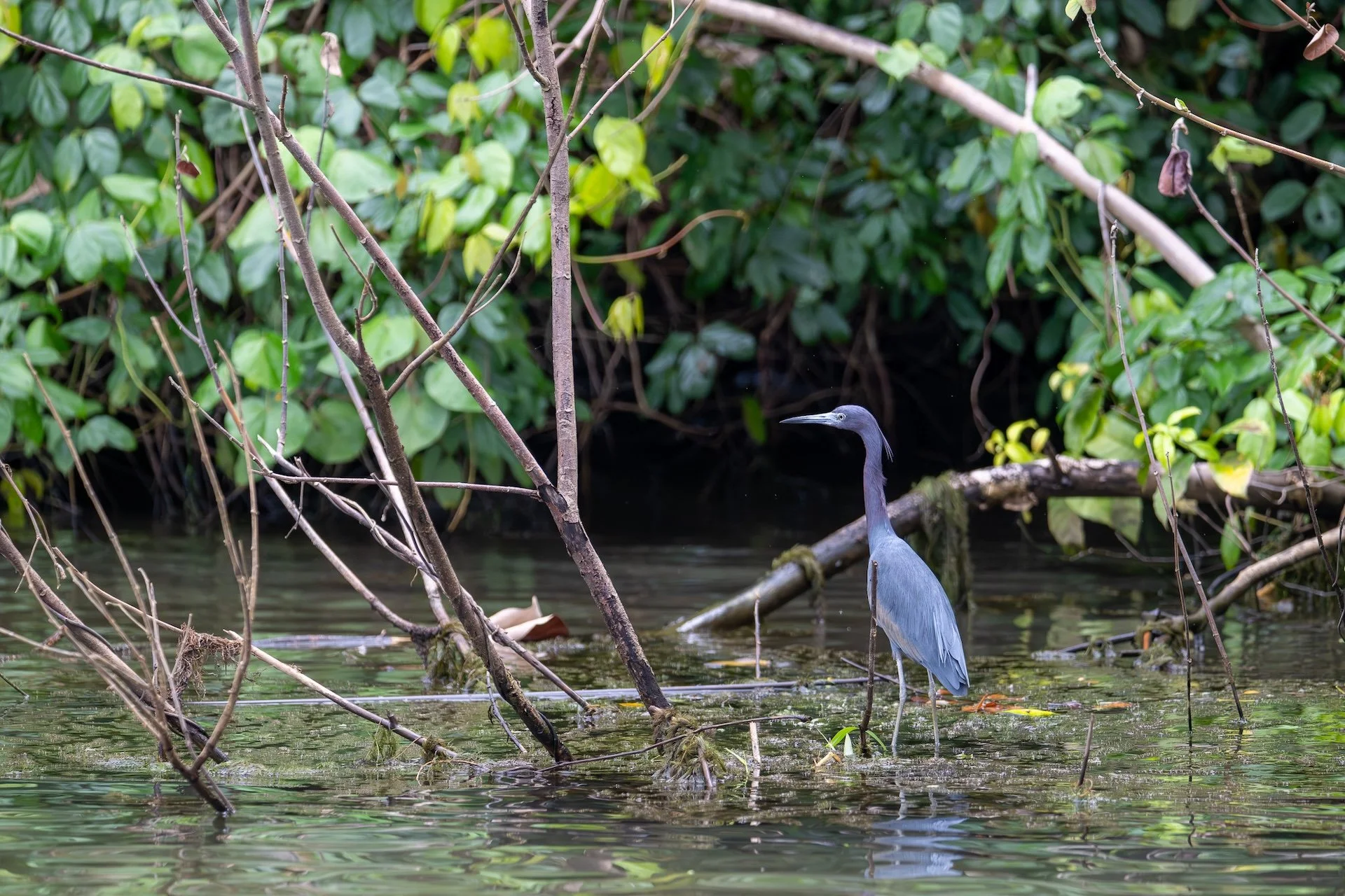 01-03-HM17 Little Blue Heron-CostaRica  DSC_8655.jpg