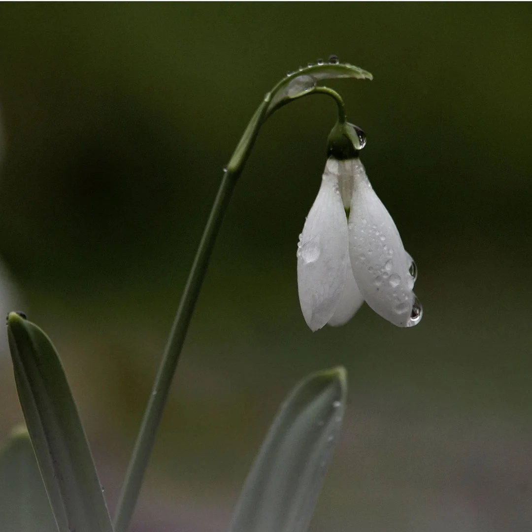 PERCE-NEIGE.jpg