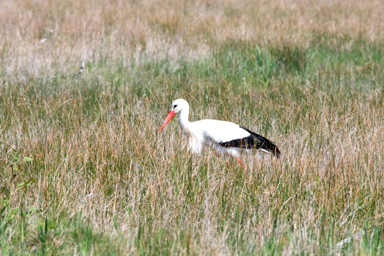 NB11-cigogne-blanche.jpg