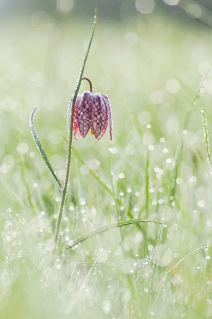 Fritillaires-2019-22.JPG