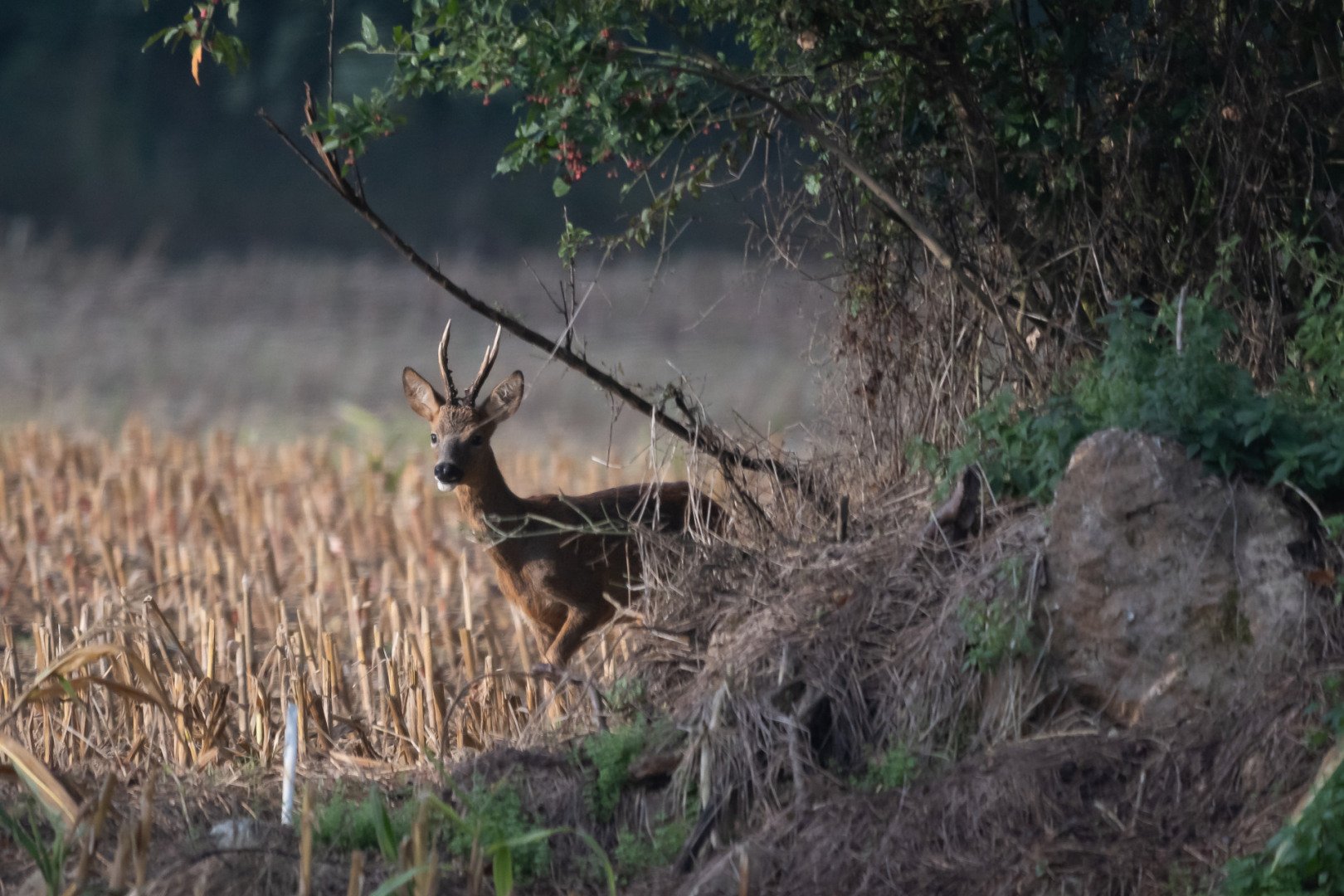 BH-0923-chevreuil-2.jpg