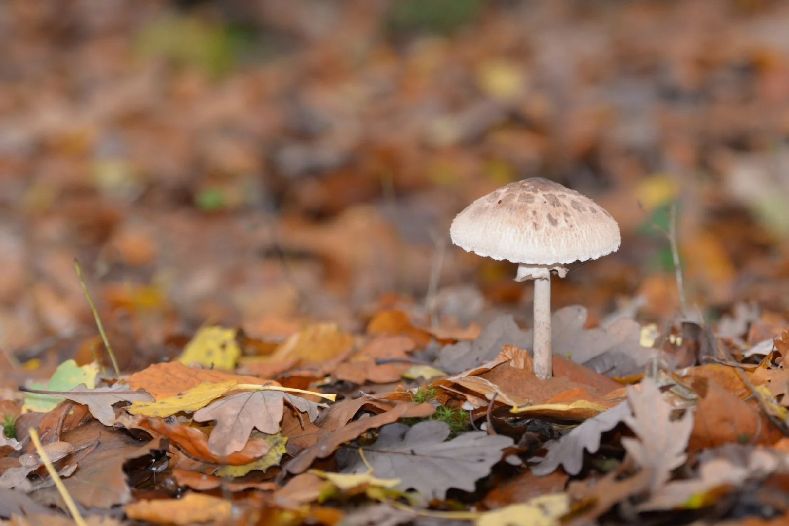 DSC_1689.jpg