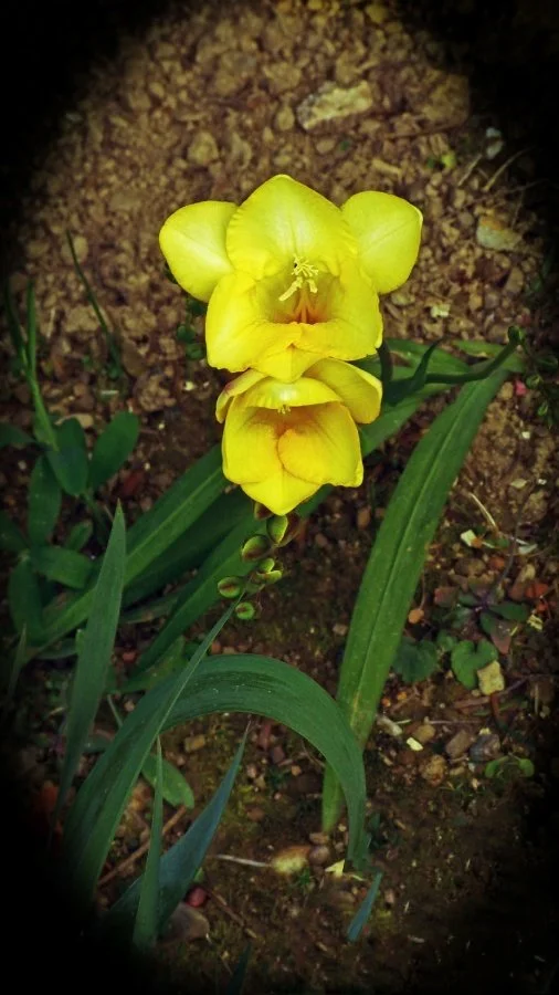 Fleur-dans-le-jardin.jpg