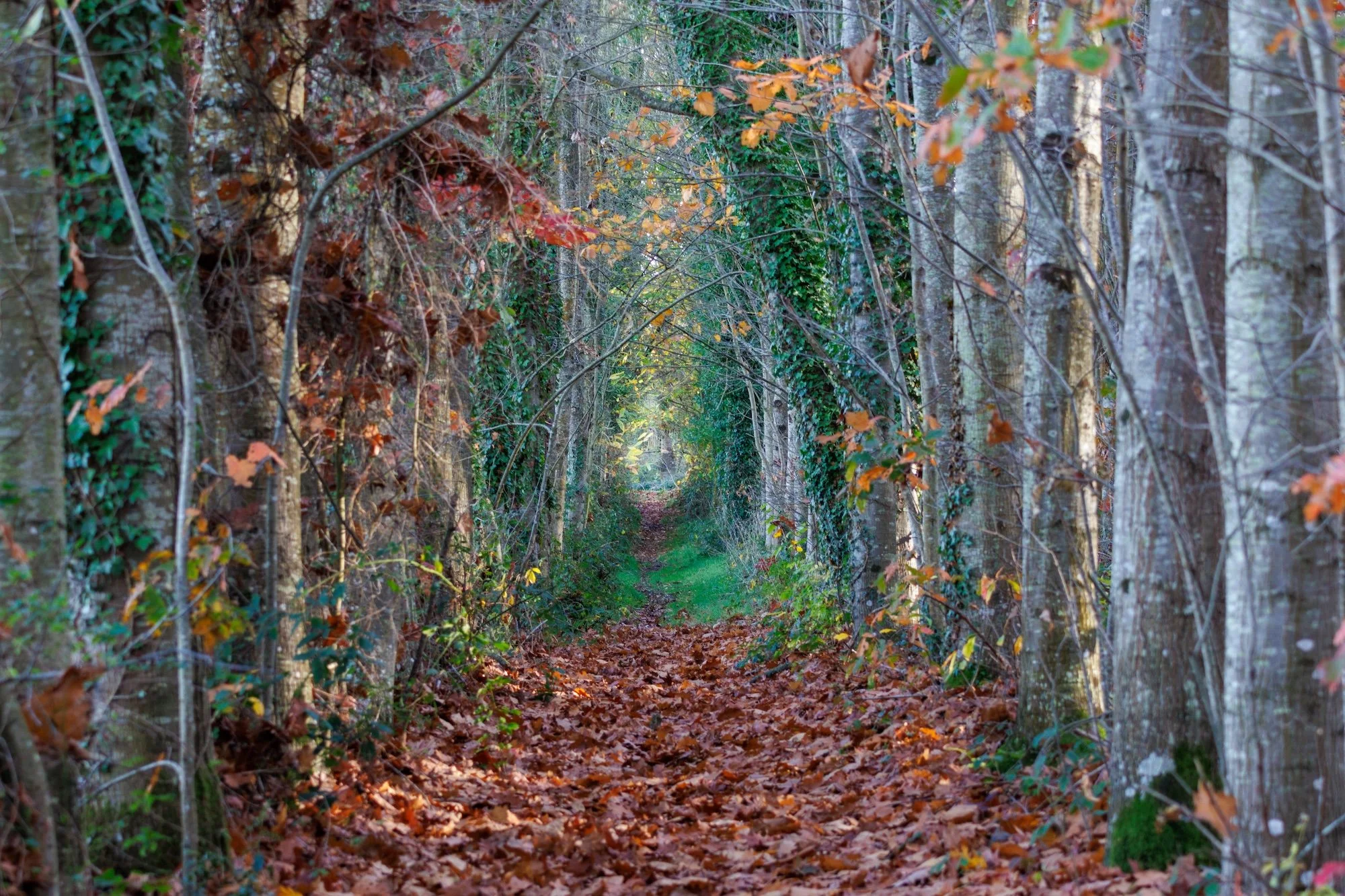 Chemin.jpg