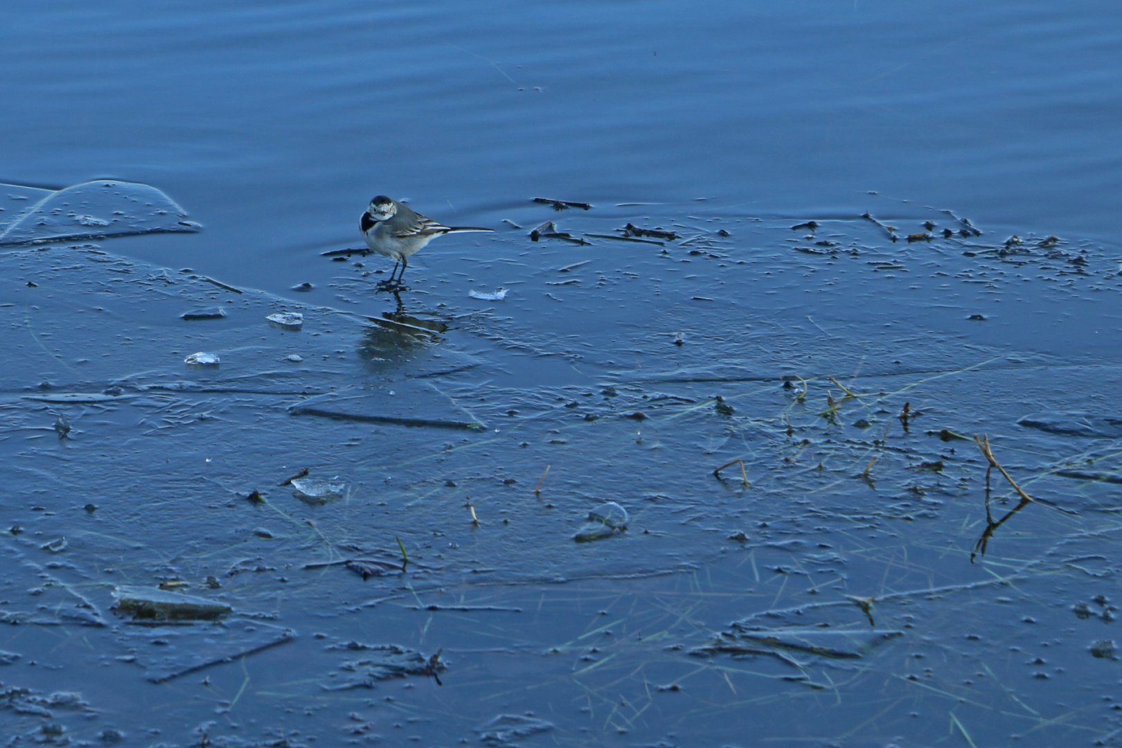 Fauvette-on-ice.jpg