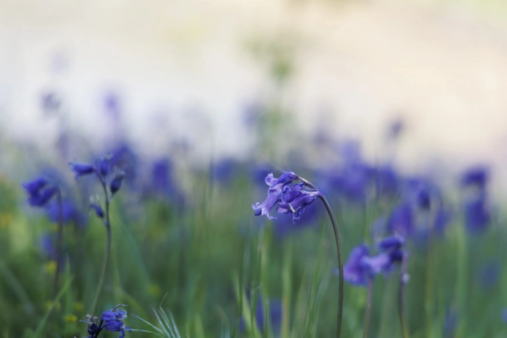 fleur-bleue.jpg